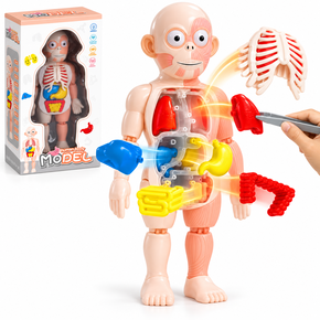 Anatomical model for children’s play